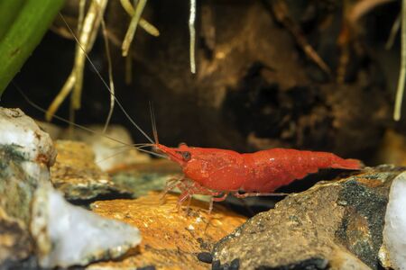 Small red shrimp bottom in the aquariumの写真素材