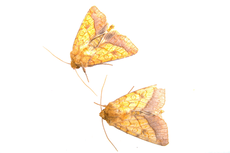 Two brown moths isolated on a white backgroundの写真素材