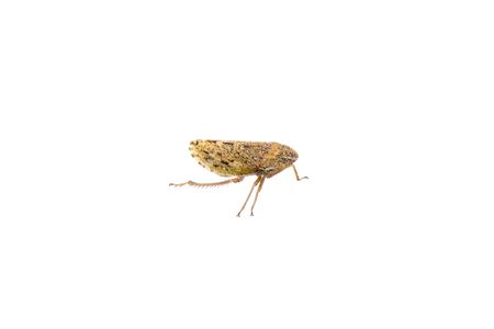 Small brown insect isolated on a white backgroundの写真素材