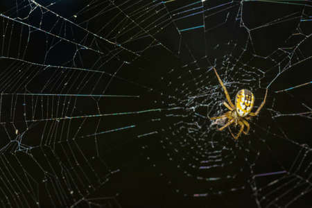 Yellow spider webs in the middle waiting for his victimの写真素材