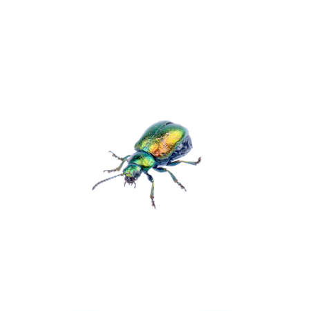 Metal green bug isolated on a white backgroundの写真素材