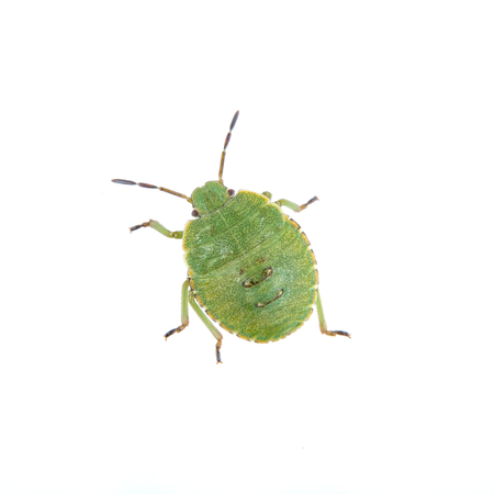 Green shield bug isolated on a white backgroundの写真素材