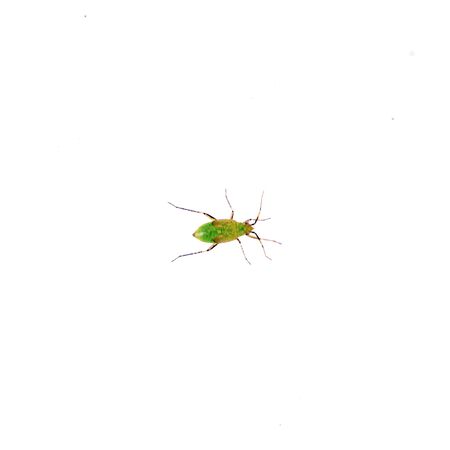 Green insect isolated on a white backgroundの写真素材