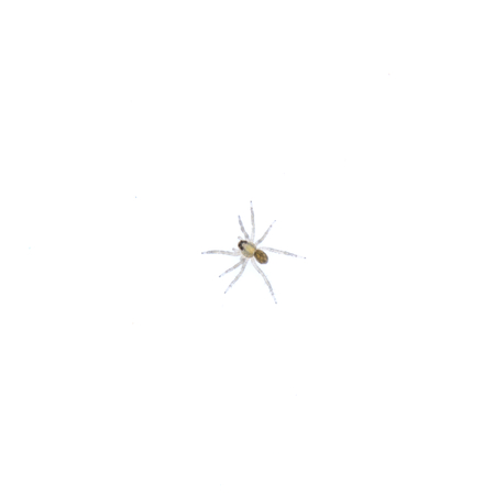 Small spider isolated on a white backgroundの写真素材
