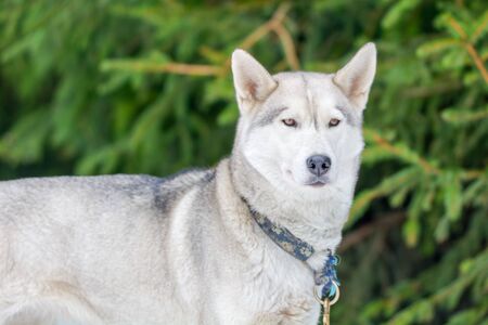 Grey dog with blurred green backgroundの写真素材