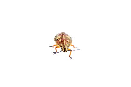 Brown shield bug isolated on a white backgroundの写真素材