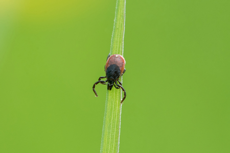 Tick ââsitting on a leaf of grass with green backgroundの写真素材