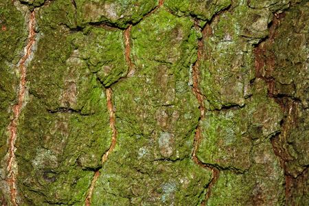 Nice detailed macro brown green tree terkの写真素材