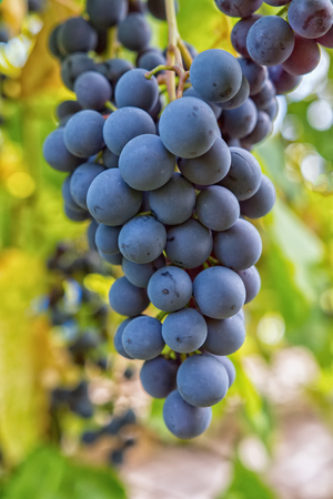 Matured grapes for good red wineの写真素材