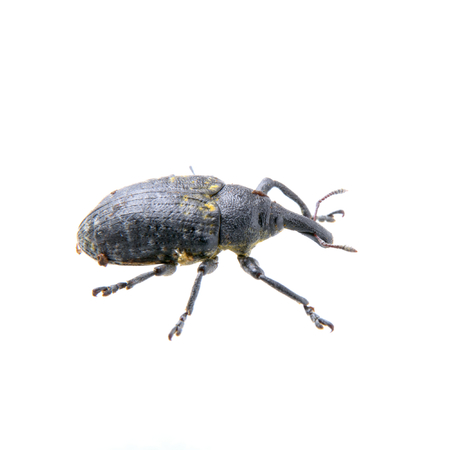 Black bug with yellow dots isolated on a white backgroundの写真素材
