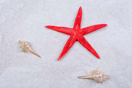 Red starfish and shells on a grey sand background