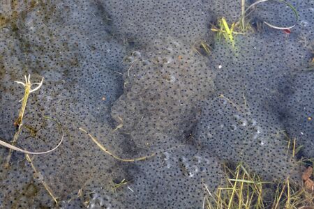 European common frog spawn in pond