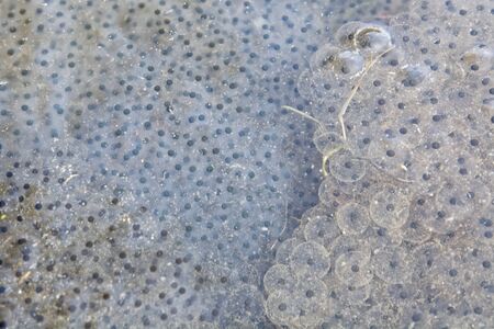 European common frog spawn in pond