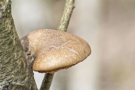 Polypore fungus attaches to the trunk of the tree.