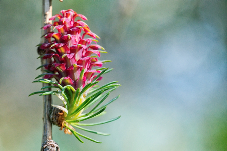 The young buds on the twig of a tree with blurred backgroundの写真素材