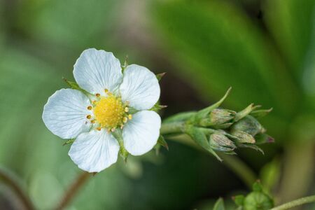 Nice white flower with blurred green backgroundの写真素材