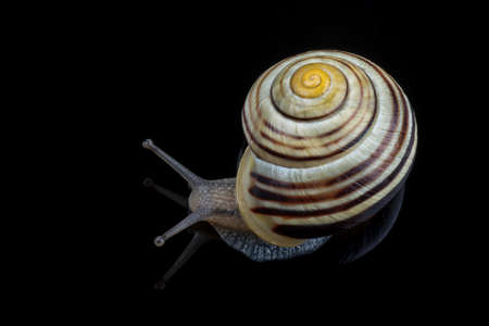 Small snail isolated on a black backgroundの写真素材