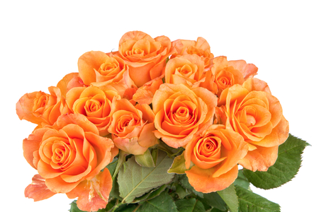 Orange roses isolated on a white backgroundの写真素材