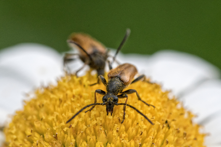 Two brown beetles sitting on a daisy flowerの写真素材
