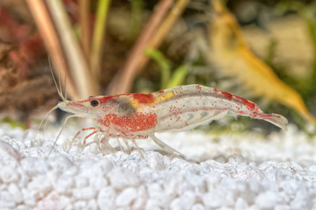 Red freshwater shrimp closeup shot in aquarium (genus Neocaridina)の写真素材