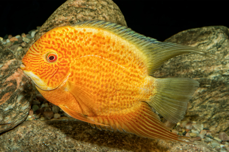 Portrait of freshwater cichlid fish (Heros severus) in aquarium