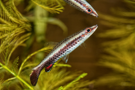 Portrait of freshwater pencil fish (Nannostomus eques) in aquariumの写真素材