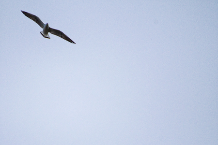 One seagull flying in a open sky