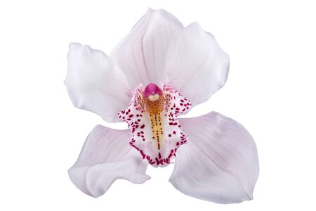 Pink orchid isolated on a white backgroundの写真素材