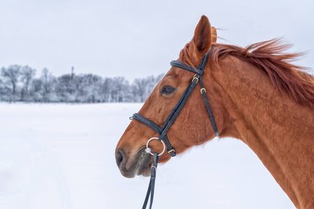 Portrait of brown horse head in winterの写真素材