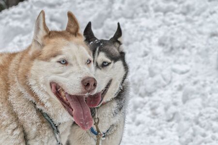 Portrait of two husky dogs with snow in backgroundの写真素材