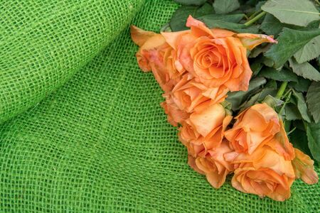 Orange roses on the green background of burlapの写真素材