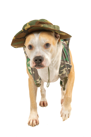 Dog in military attire isolated on a white backgroundの写真素材