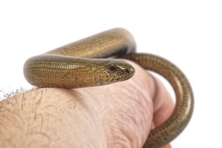 Slow worm (Anguis fragilis) isolated on a white background
