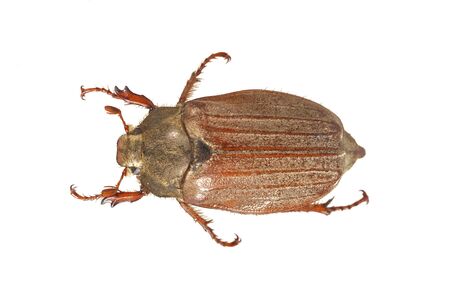 Cockchafer or May bug (Melolontha melolontha) isolated on a white background