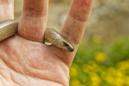 Slow worm (Anguis fragilis) on people hand in wild nature