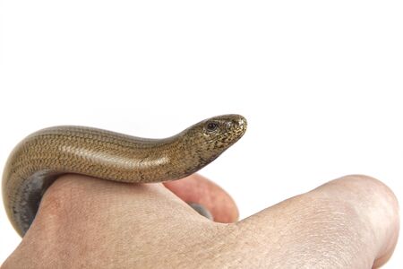 Slow worm (Anguis fragilis) isolated on a white background