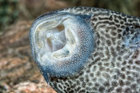 Detail of mouth of suckermouth fish (Loricariidae)