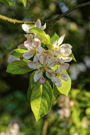 Flowers of the tree branch apple blossoms with blue background