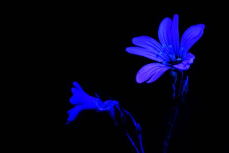 White flower by ultraviolet (UV) lightの写真素材