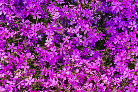 Violet flowers as a nice backgroundの写真素材
