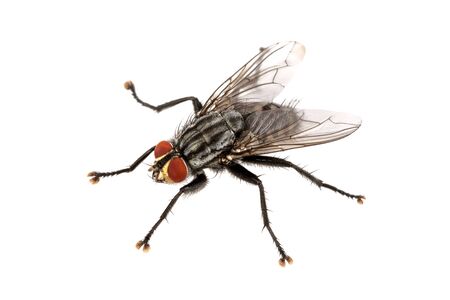 Fly isolated on a white backgroundの写真素材