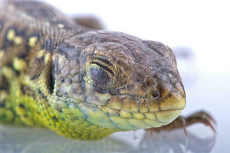 Head detail with closed eye of lizard (Lacerta agilis)