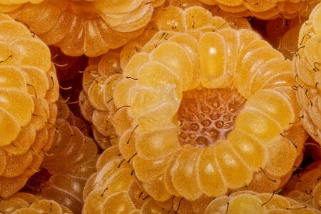 Group of yellow raspberries as a detailed background