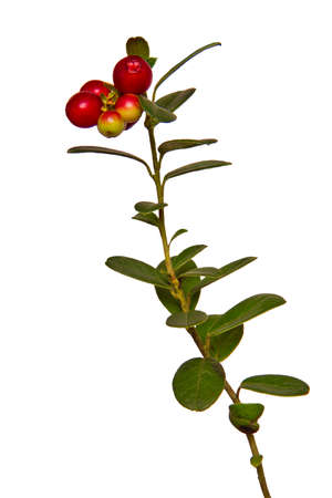 Cranberry plant isolated on a white backgroundの写真素材