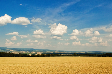 Beautiful agricultural landscape showing ripe wheat on sunny summer day
