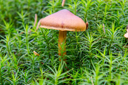One wild mushroom growing in a forest