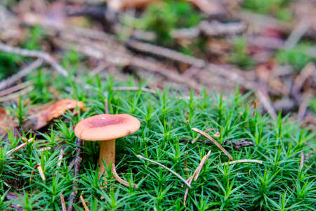 One wild mushroom growing in a forestの写真素材