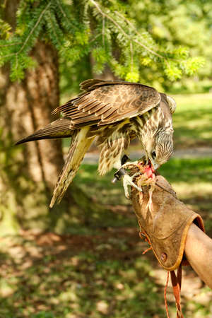 Feeding the predatory bird of prey little chicken