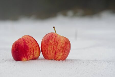 Two red apples on a white snow with fog in backgroundの写真素材