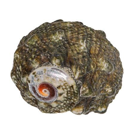 Sea shell isolated on a white background